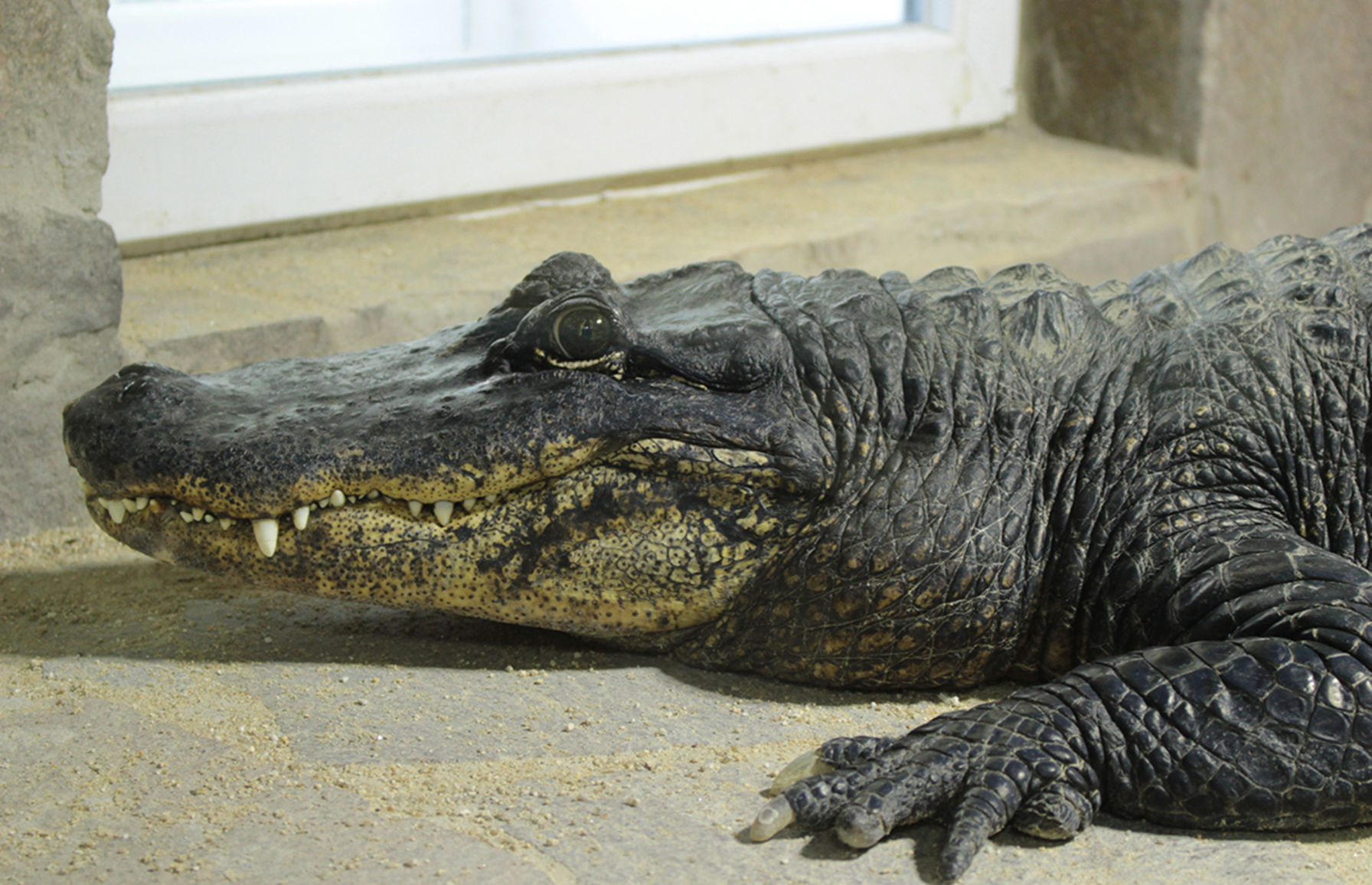 Gator country